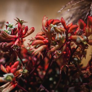 20210527RZ-Kaardebol-68-scaled